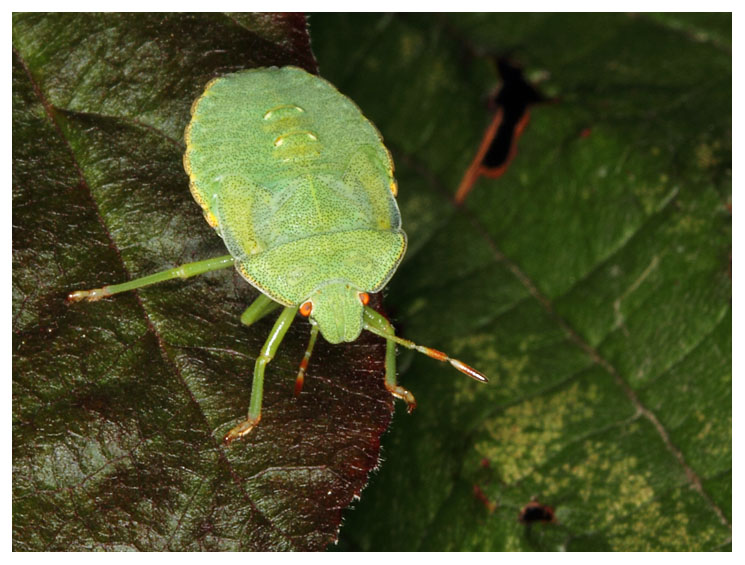 Shield bug (larva)
