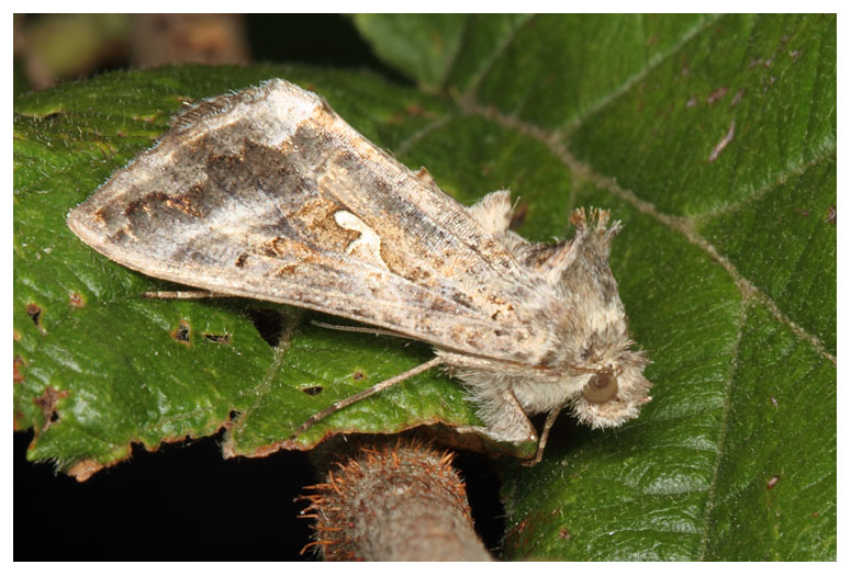 Autographa gamma