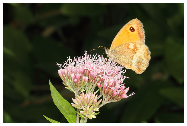 Pyronia tithonus
