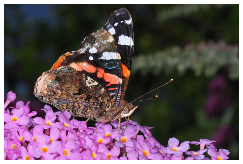 Vanessa atalanta