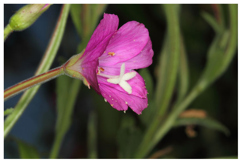 Epilobium hirsutum