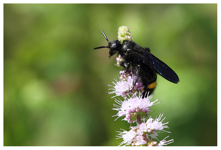 Scoliidae sp.