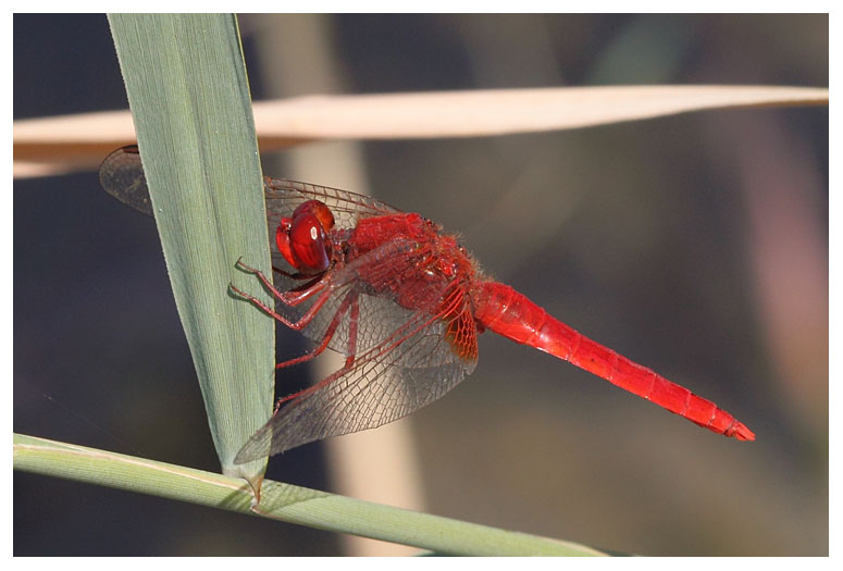 Crocothemis erythraea
