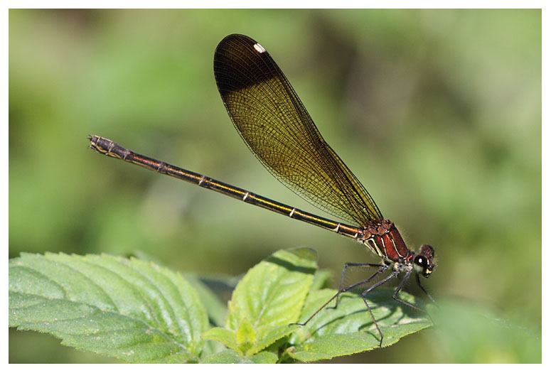Calopteryx haemorrhoidalis (f)