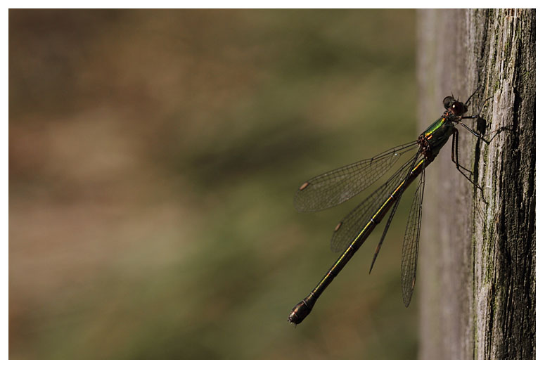 Lestes viridis