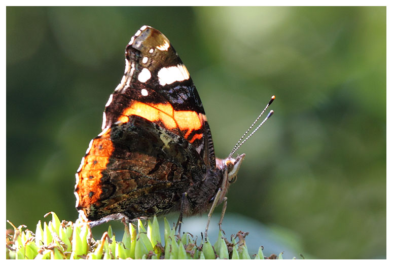 Vanessa atalanta