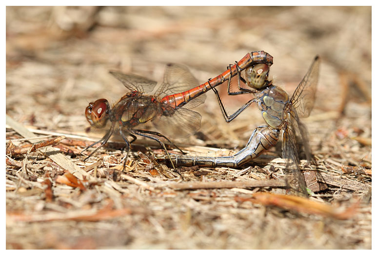 Sympetrum striolatum