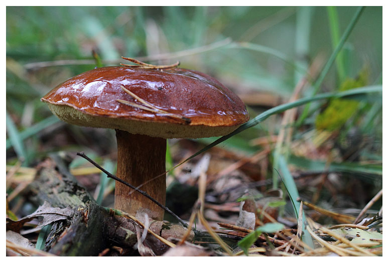 Boletus reticulatus