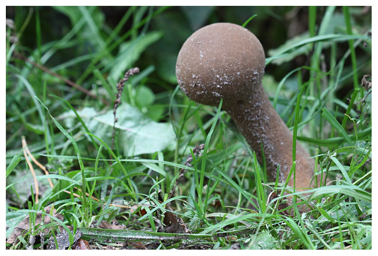 Lycoperdon sp.