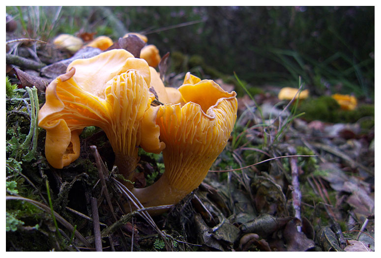 Cantharellus cibarius