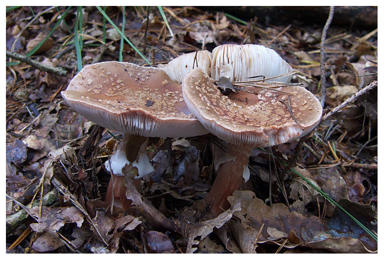 Amanita rubescens