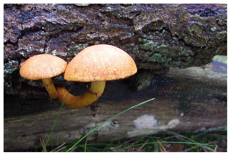 Pholiota sp.