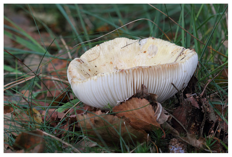 Russula claroflava