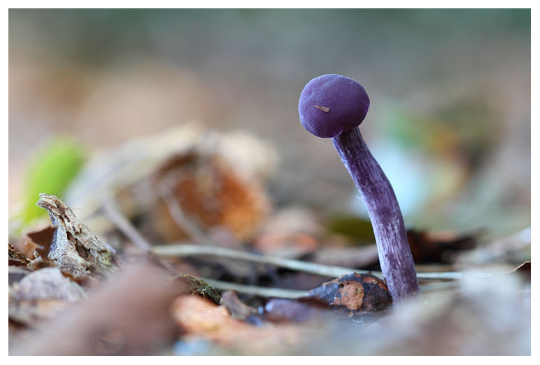 Laccaria amethystea