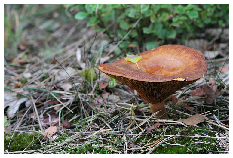 Paxillus involutus