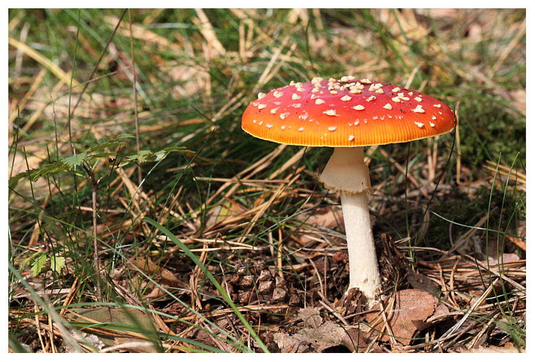 Amanita muscaria