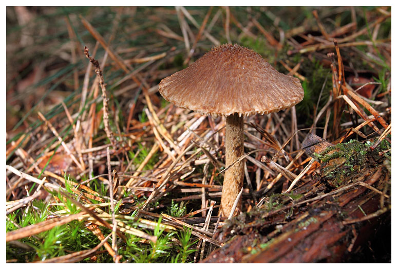 Inocybe flocculosa