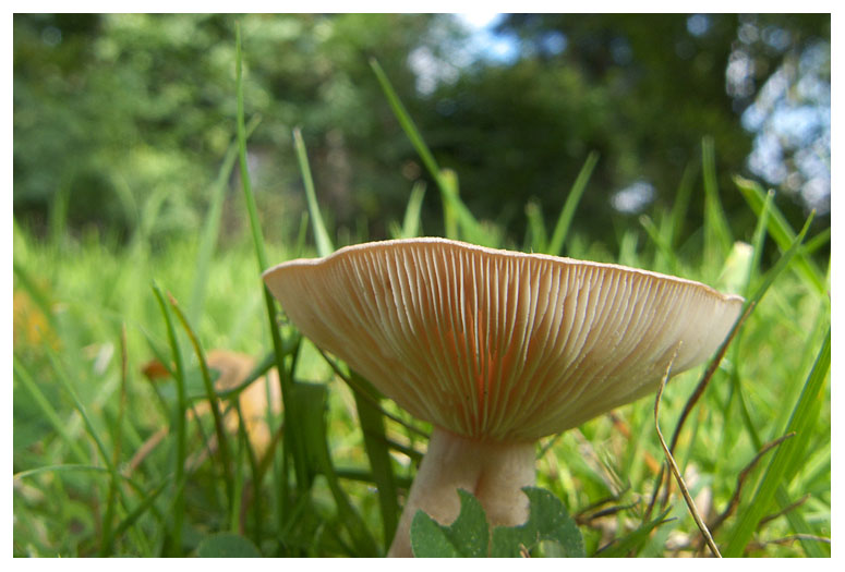 Lactarius glyciosmus