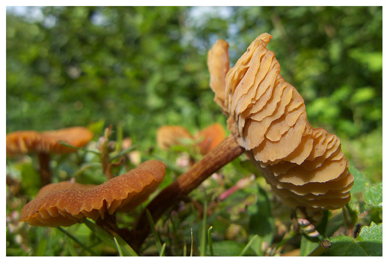 Laccaria laccata