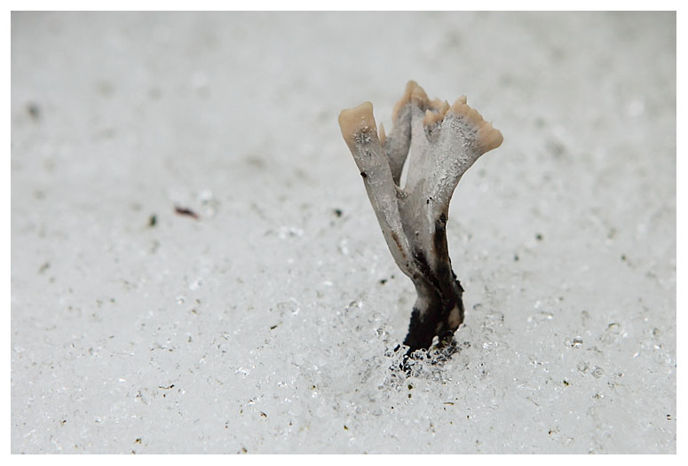 Xylaria hypoxylon 