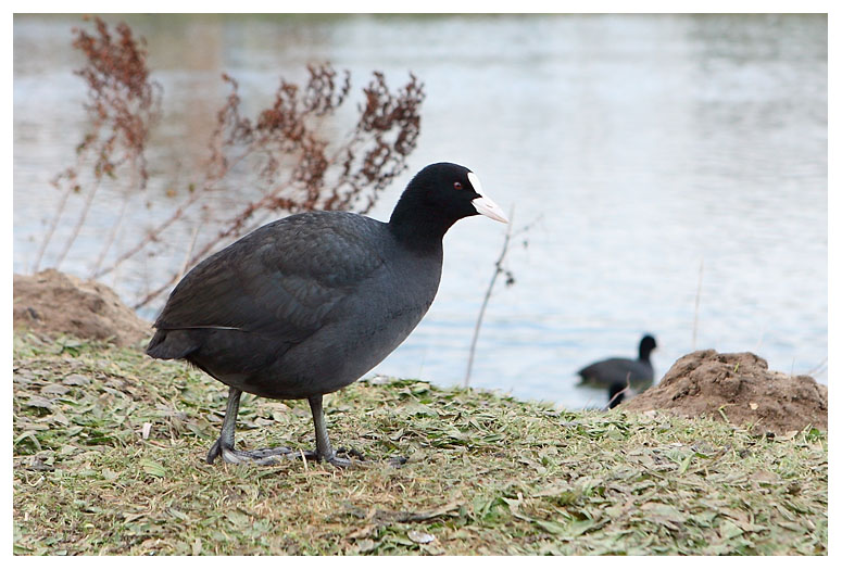 Common Coot