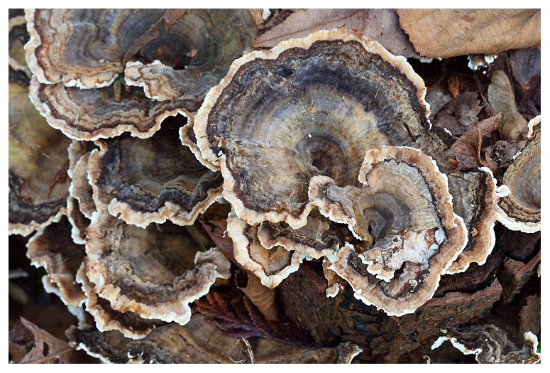 Trametes versicolor