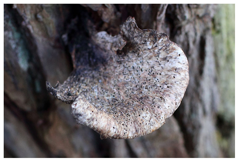 Polyporus