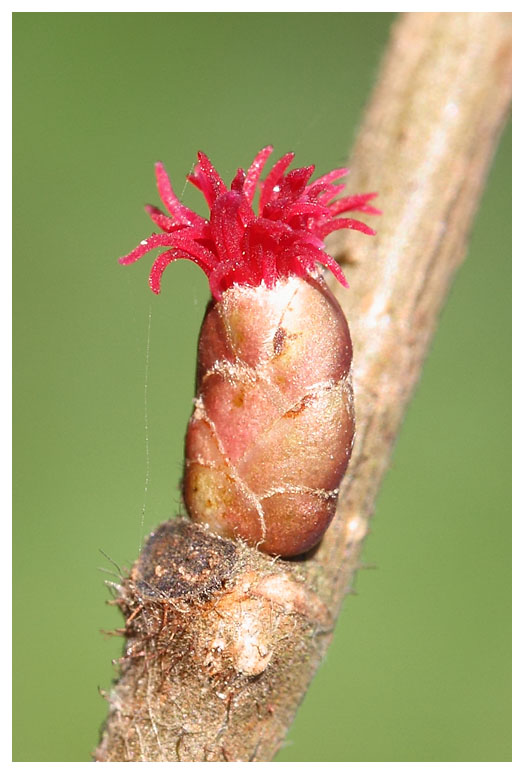 Flowering Hazel bud