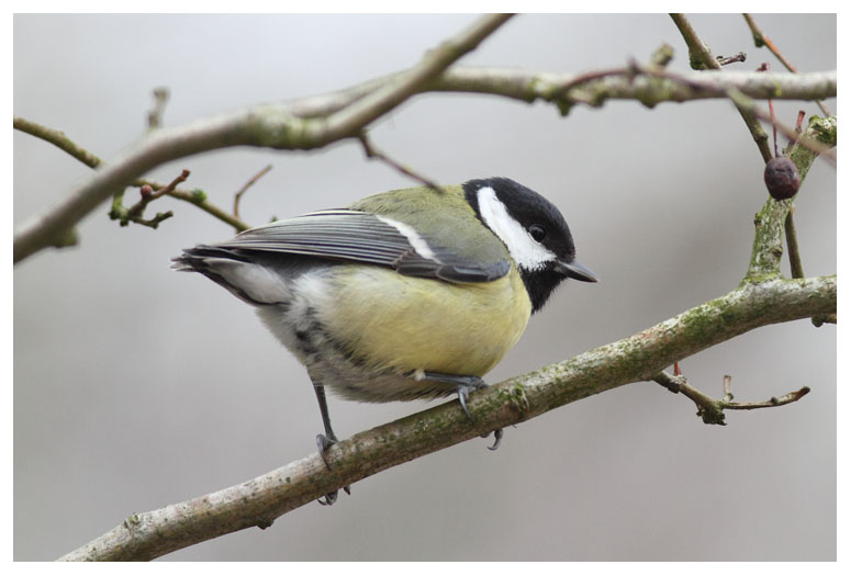 new specie : Tailless Tit or Shorttailed Tit ?   ;-)