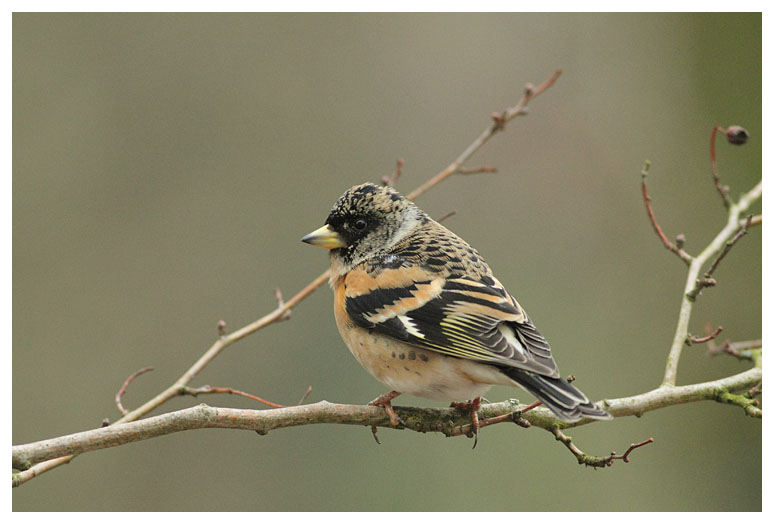 Fringilla montifringilla