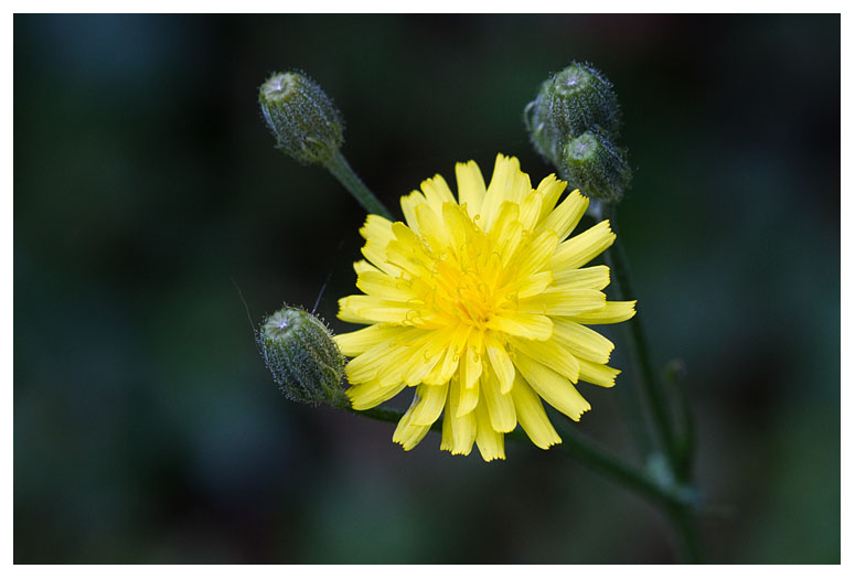 Crepis capillaris