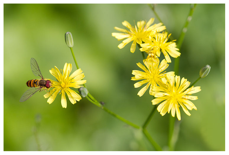 Lapsana communis