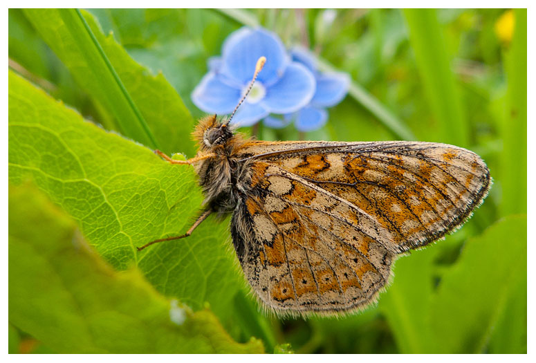 Melitaea phoebe