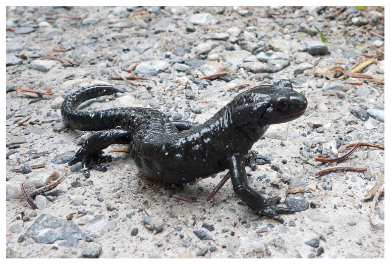 Salamandra atra