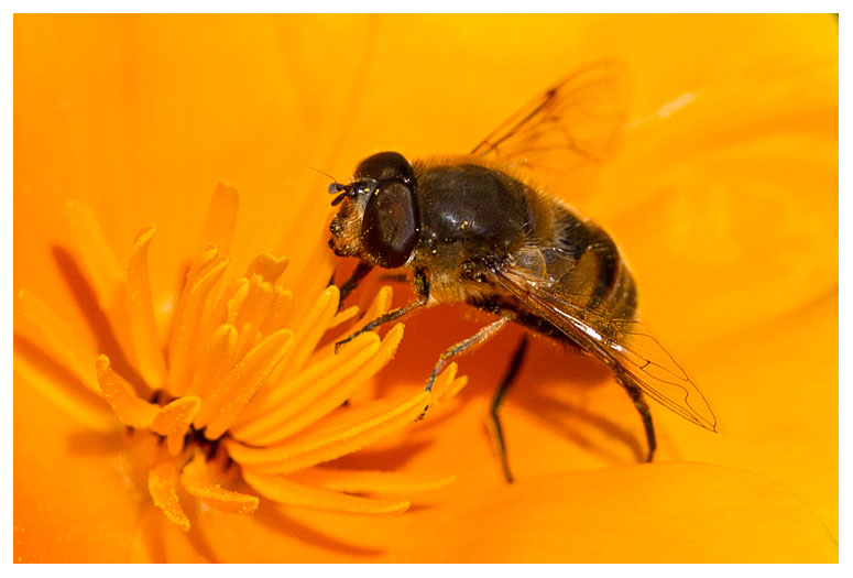 Eristalis tenax