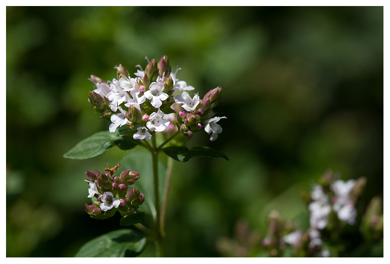 Origanum vulgare