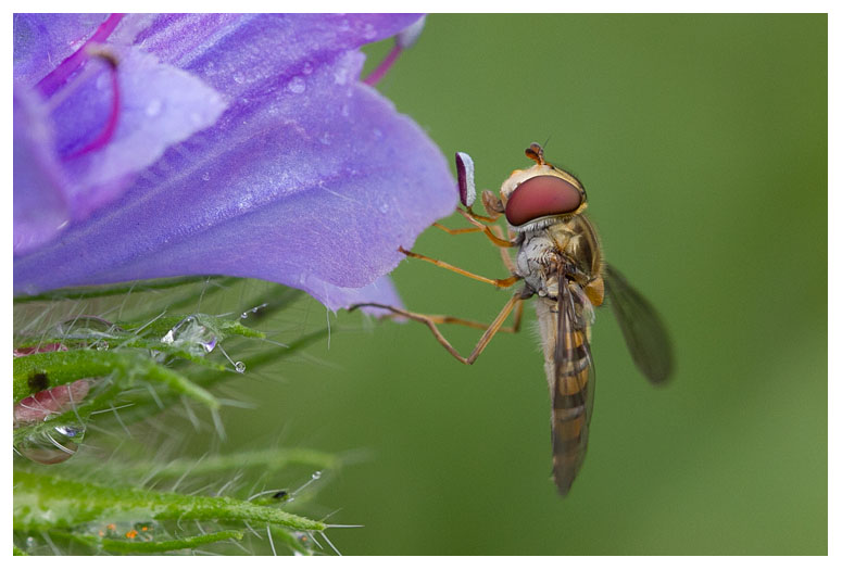 Episyrphus balteatus