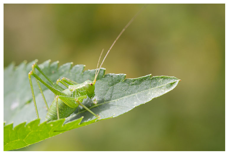 Tettigoniidae sp.