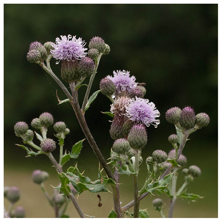 Cirsium arvense