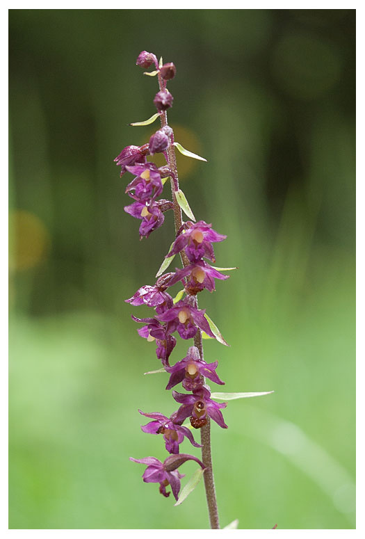 Epipactis atrorubens