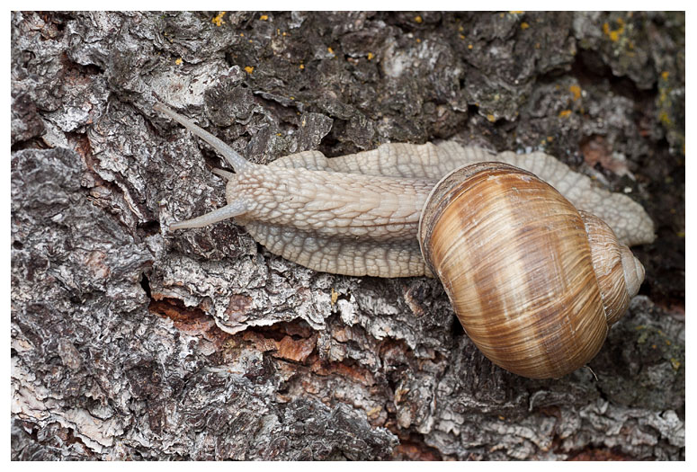 Helix pomatia