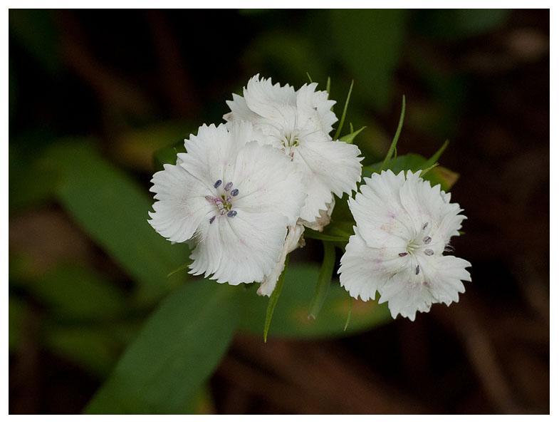 Dianthus plumarius