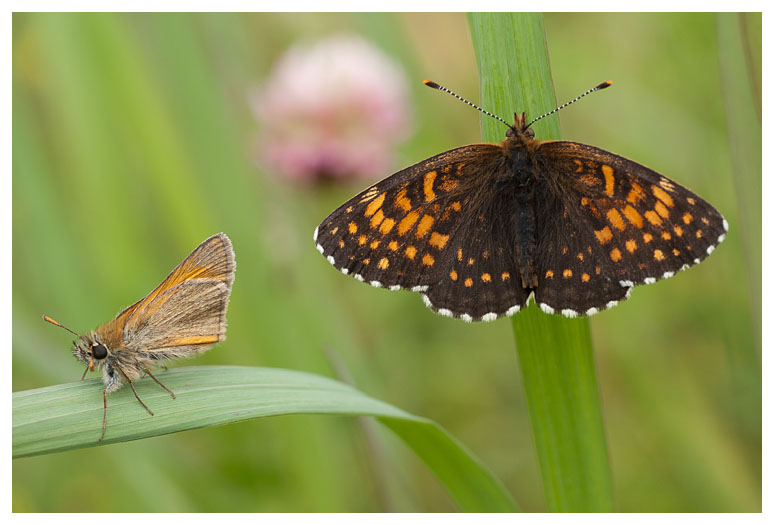 Hamearis lucina and Thymelicus  sylvestris
