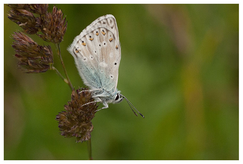 Lycaenidae sp.