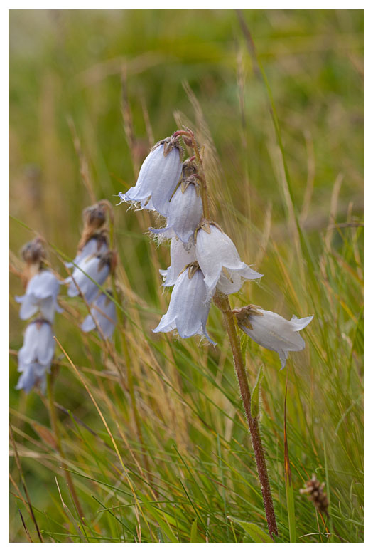 Campanula barbata