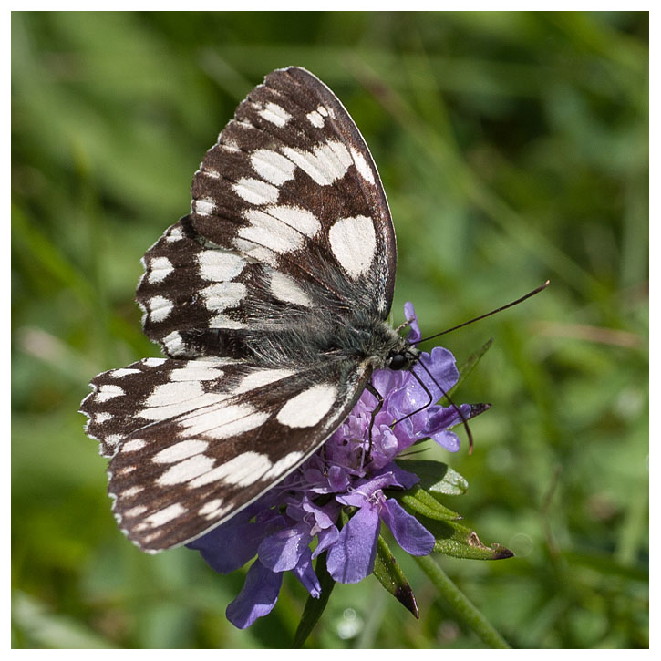 Melanargia galathea 