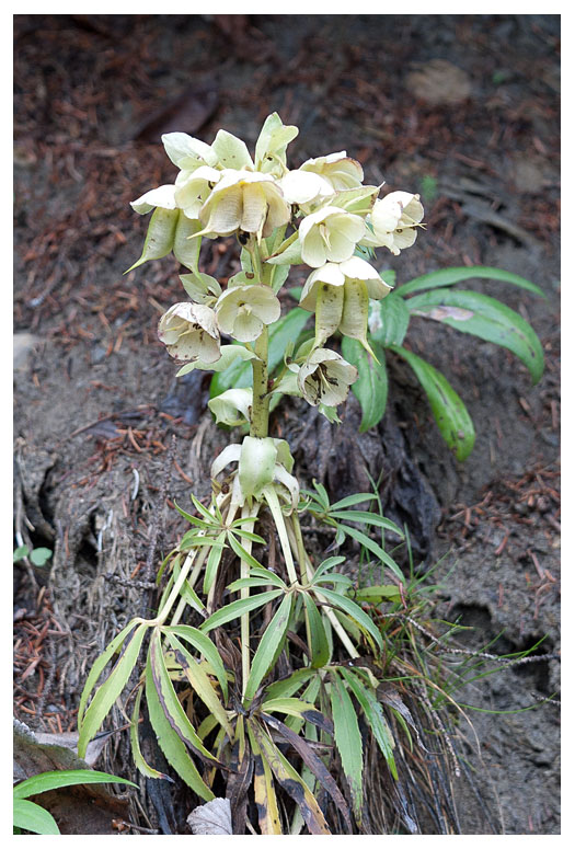 Helleborus foetidus