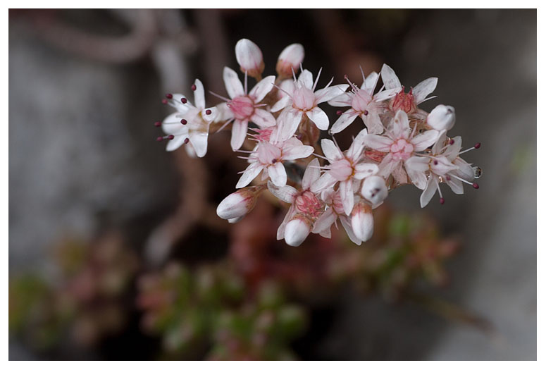 Sedum anglicum