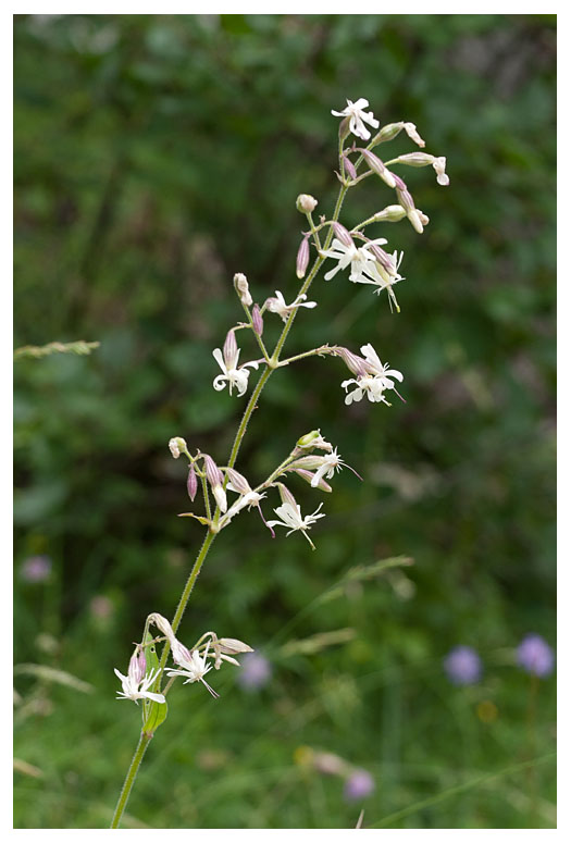 Silene nutans