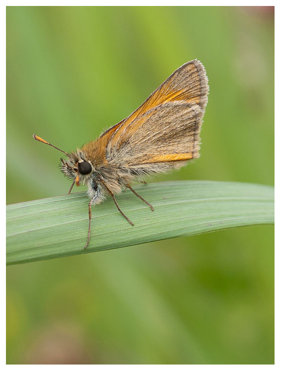 Thymelicus sylvestris 
